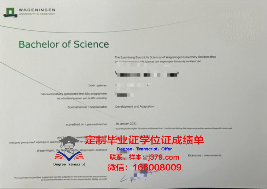 索菲本科证书:导师评价与学术氛围探究